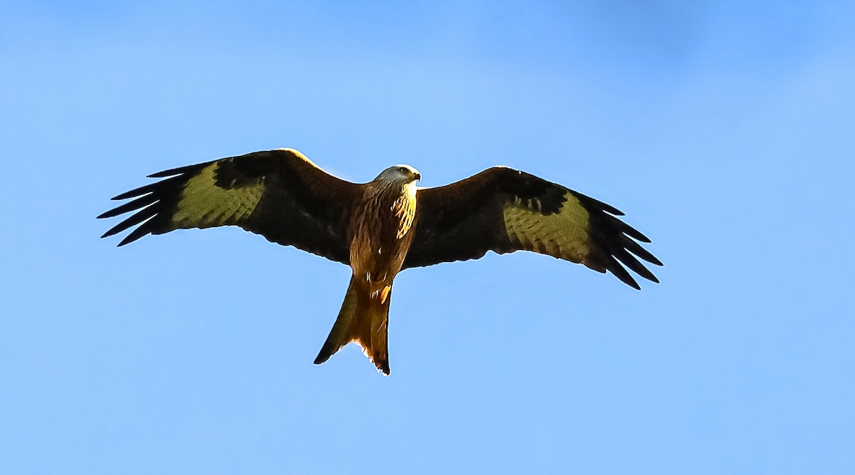 Red Kite - ML645849340
