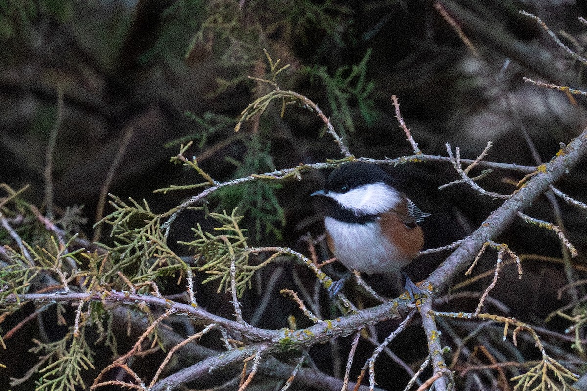 Chestnut-backed Chickadee - ML645849353