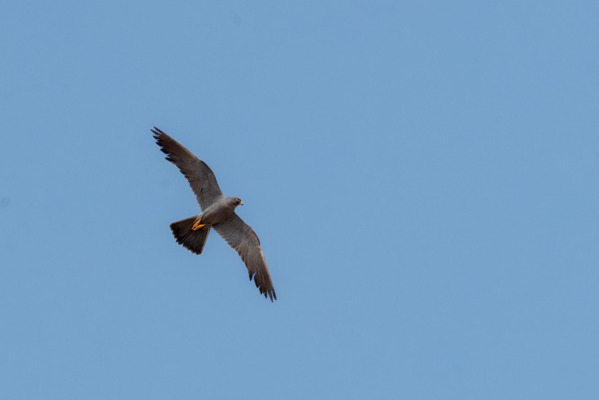 ostříž arabský - ML645849354