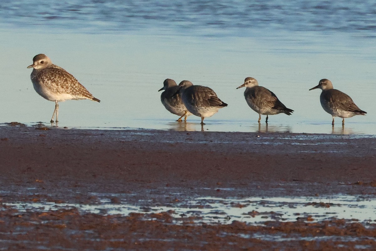 jespák rezavý - ML645849367