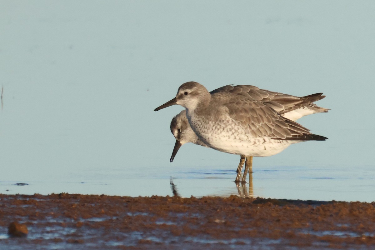 jespák rezavý - ML645849368