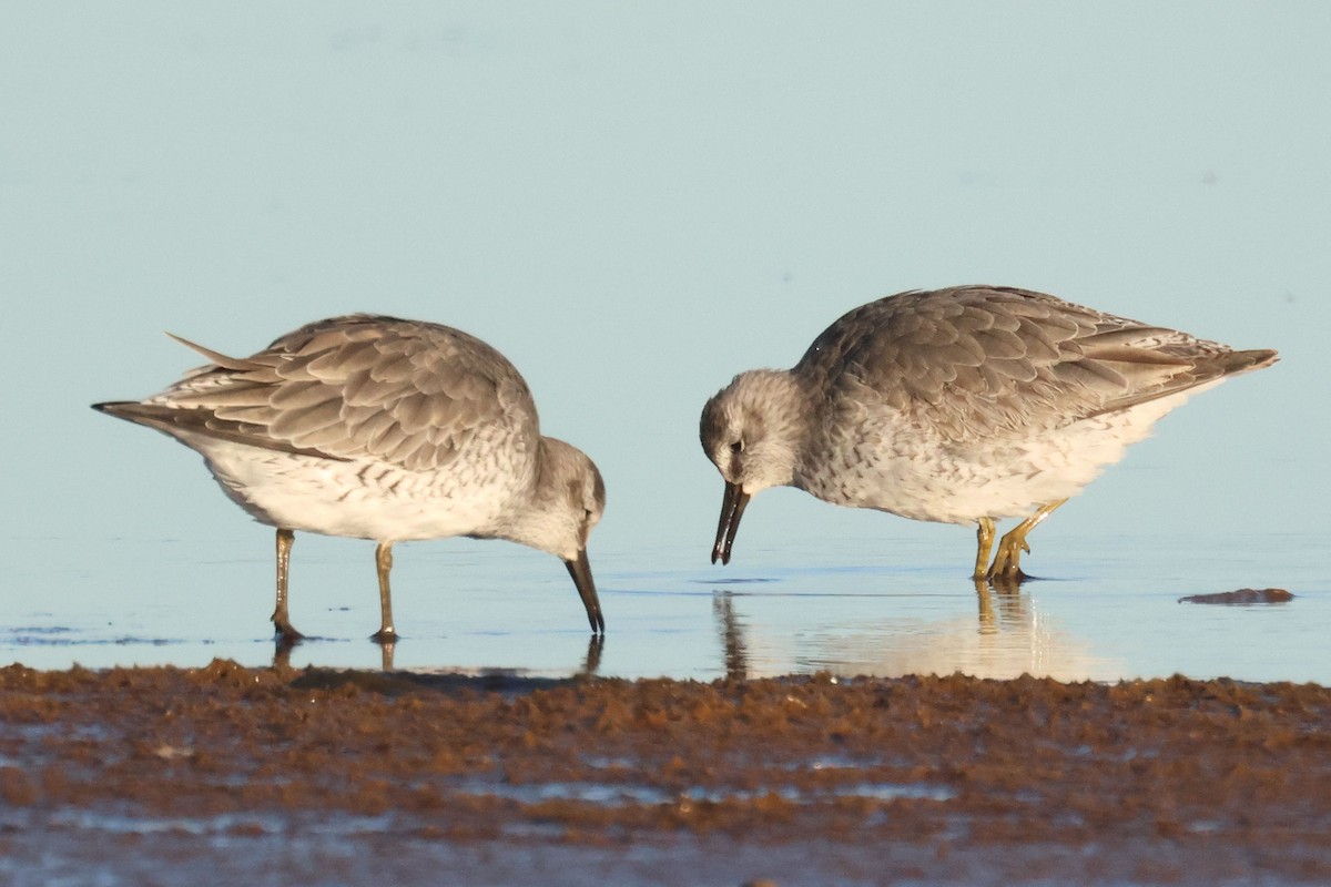 jespák rezavý - ML645849369