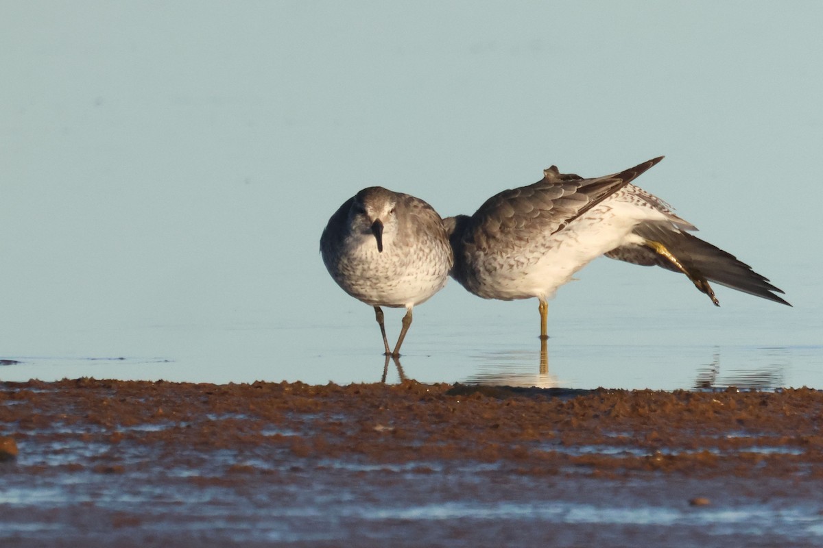 jespák rezavý - ML645849370