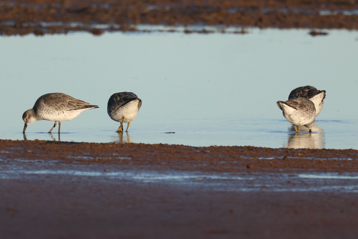 jespák rezavý - ML645849371