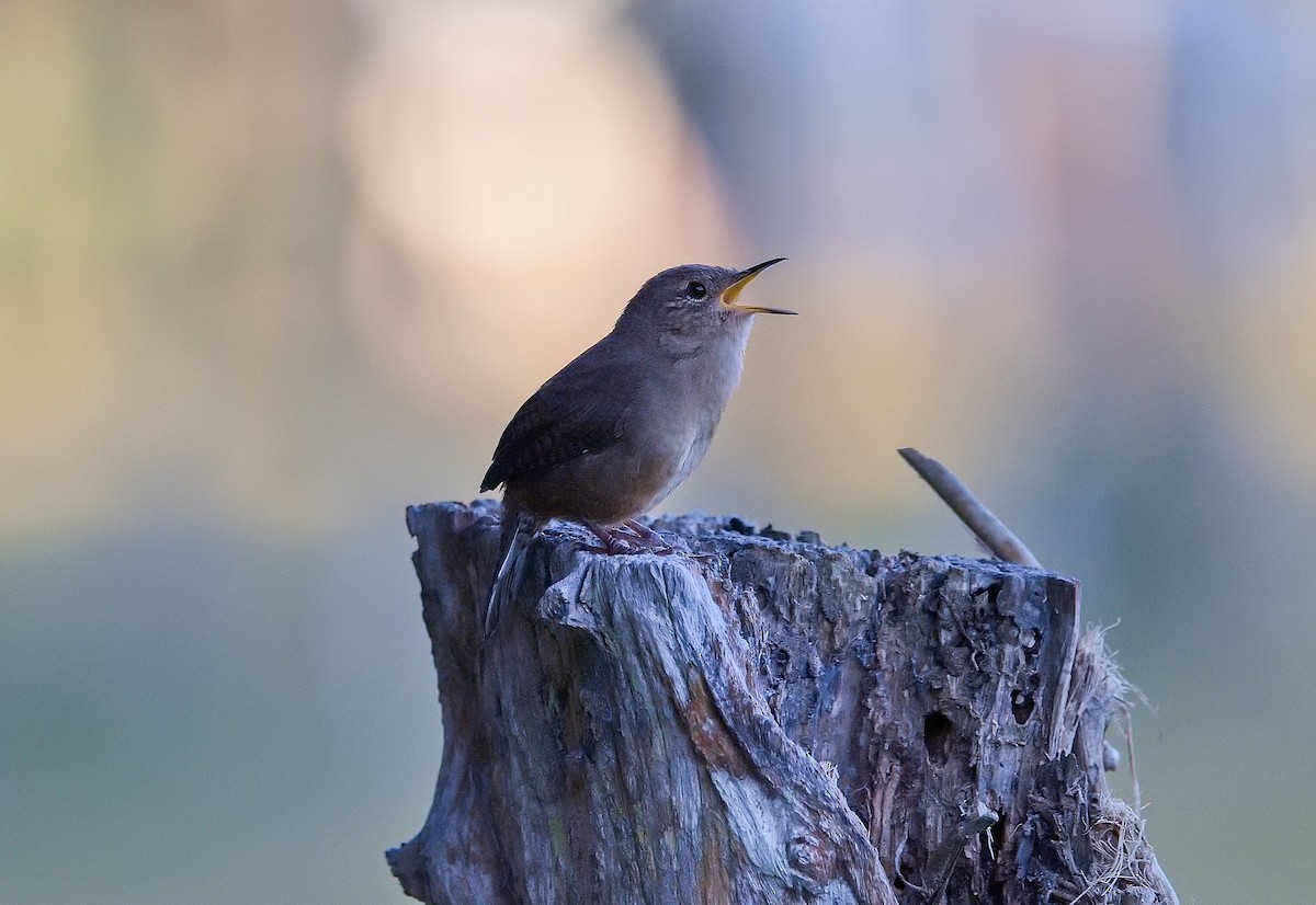 Southern House Wren - ML645849372