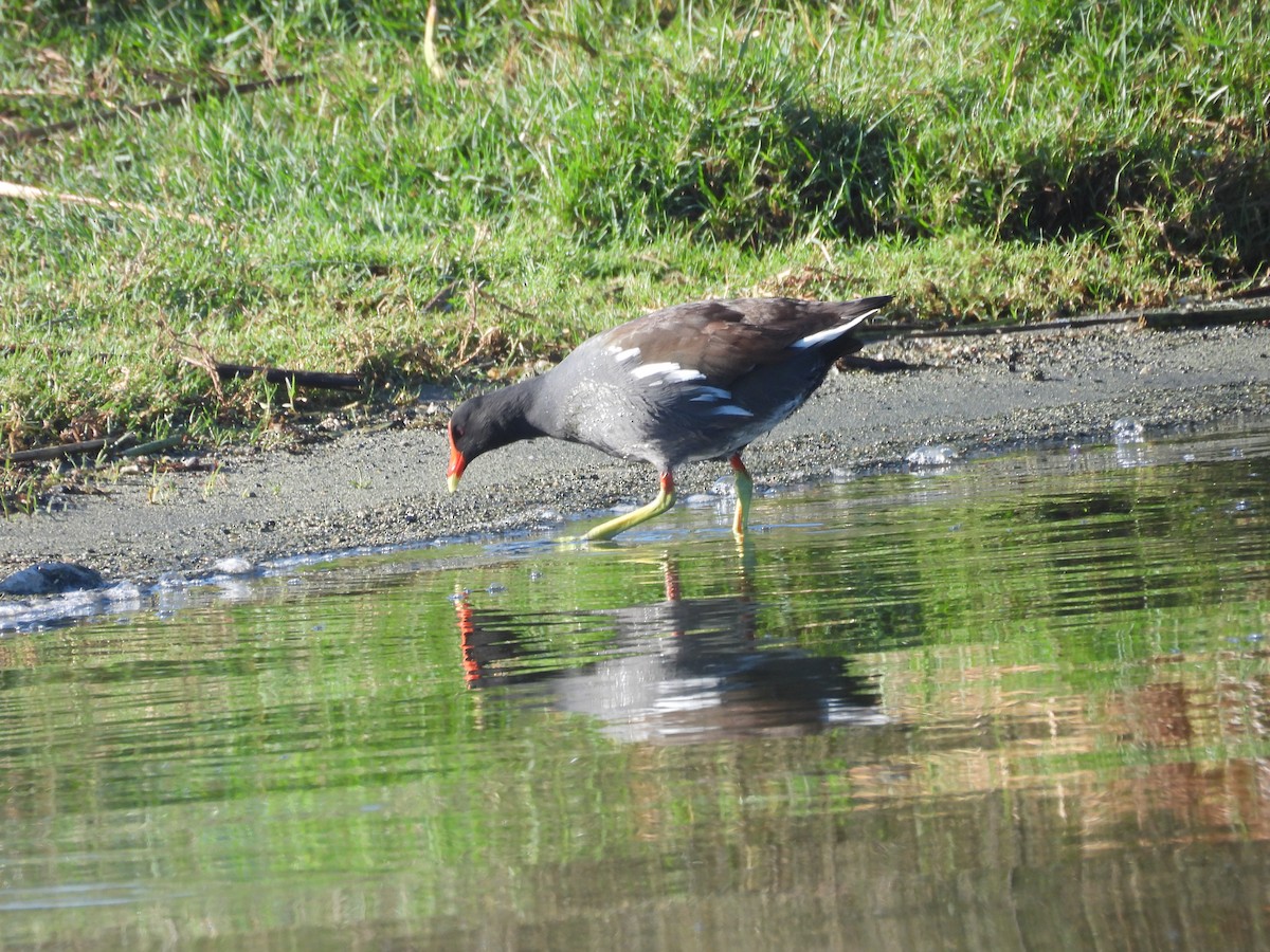 Common Gallinule - ML645849376