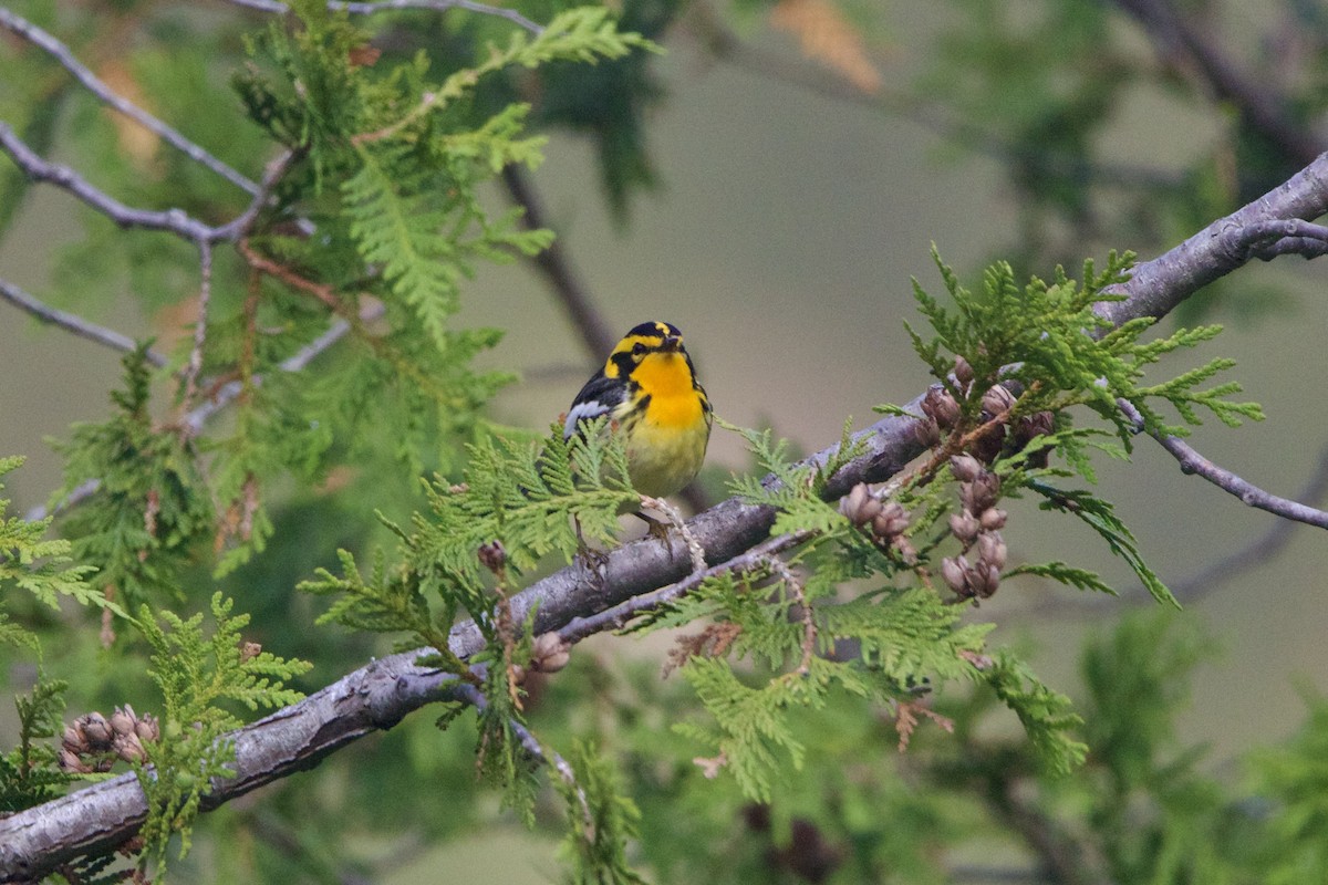 Fichtenwaldsänger - ML645849378