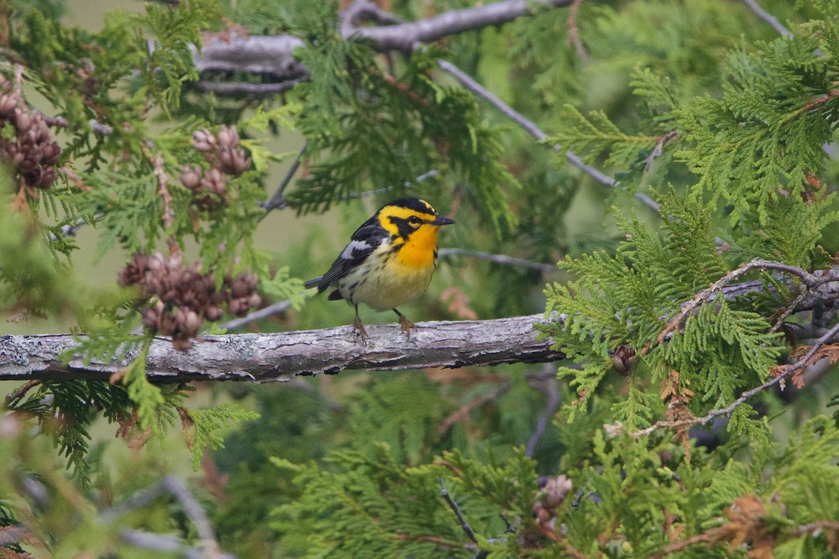 Fichtenwaldsänger - ML645849379