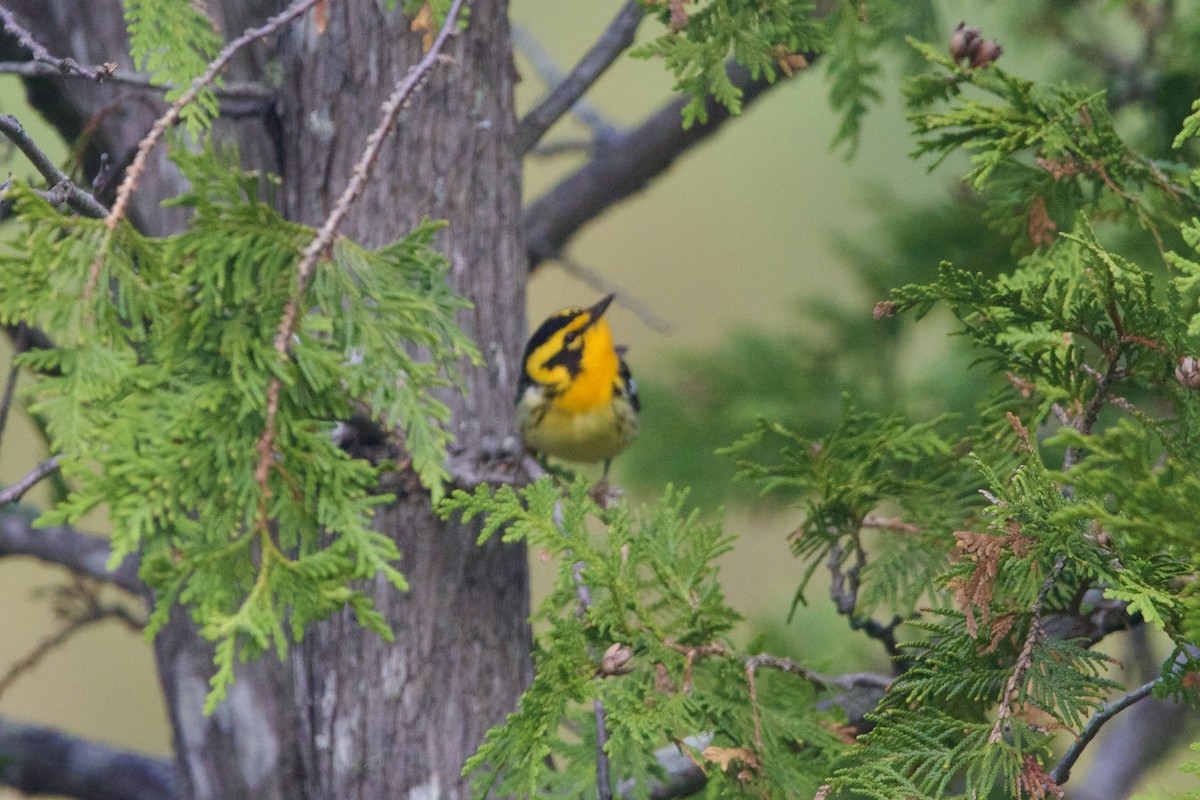 Fichtenwaldsänger - ML645849380