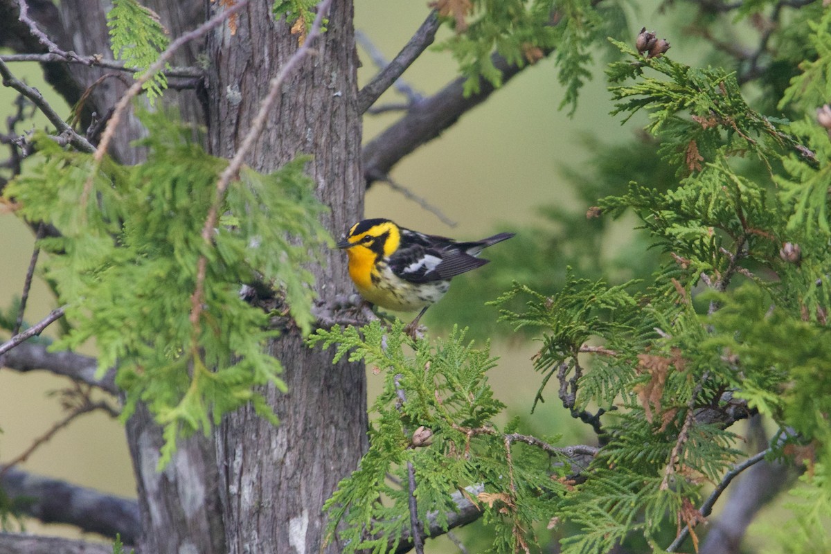 Fichtenwaldsänger - ML645849381