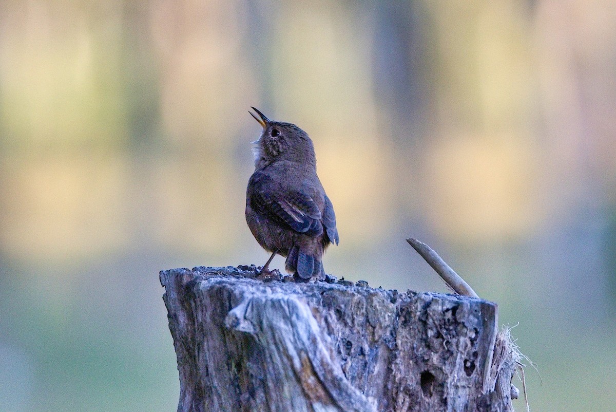 Southern House Wren - ML645849383