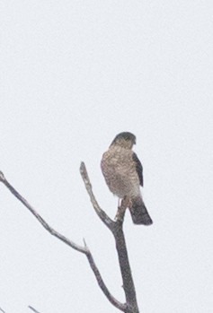 Sharp-shinned Hawk (Northern) - ML645849386