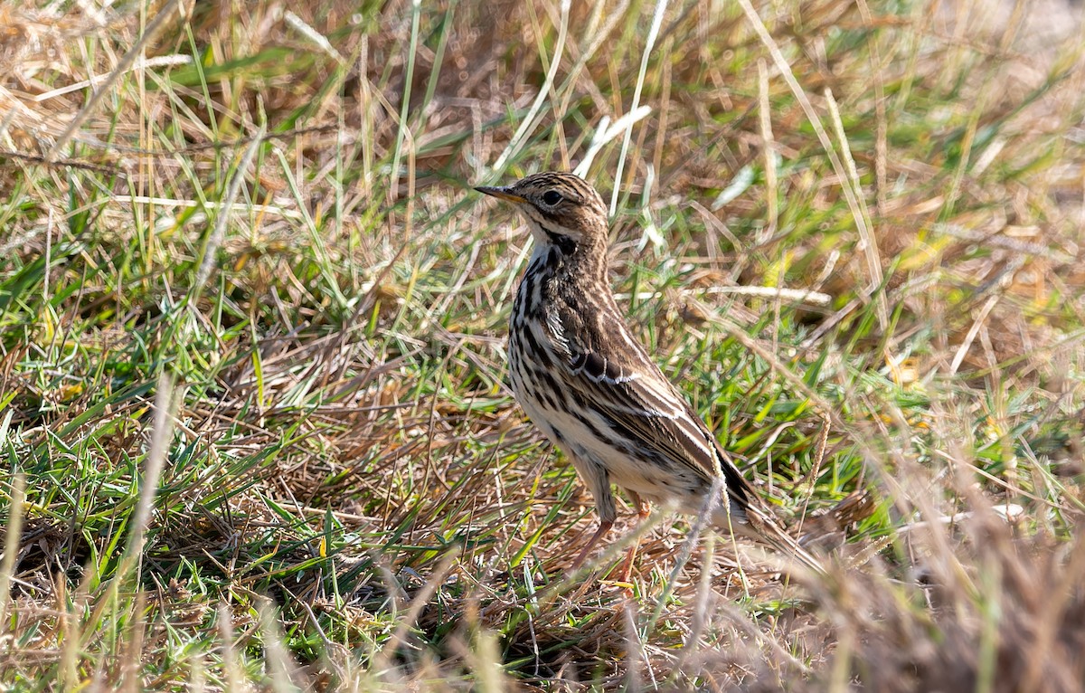 Red-throated Pipit - ML645849387
