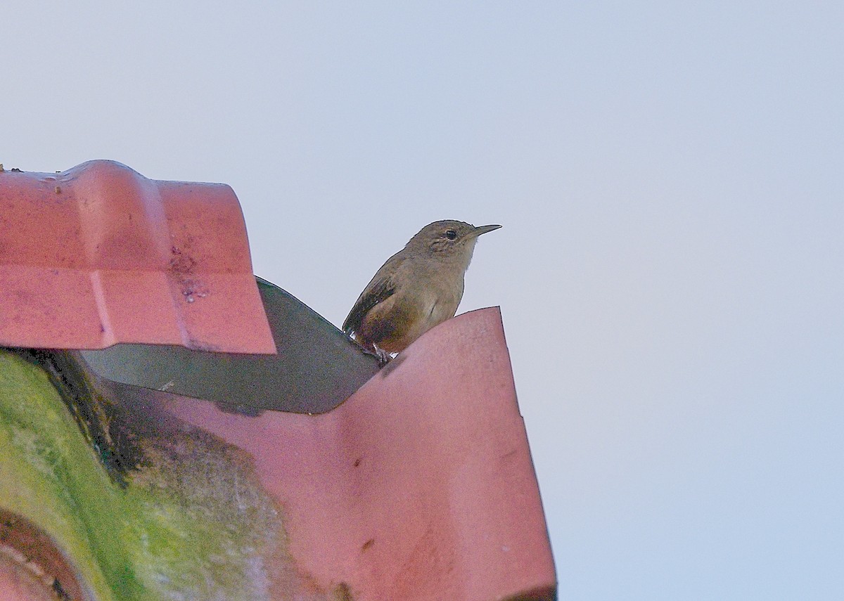 Southern House Wren - ML645849400