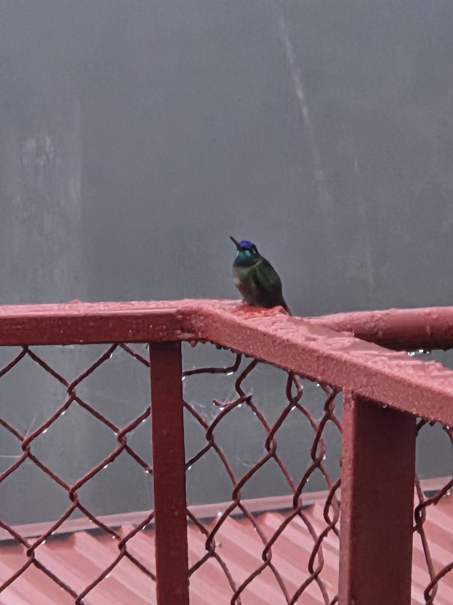 Talamanca Hummingbird - ML645849403