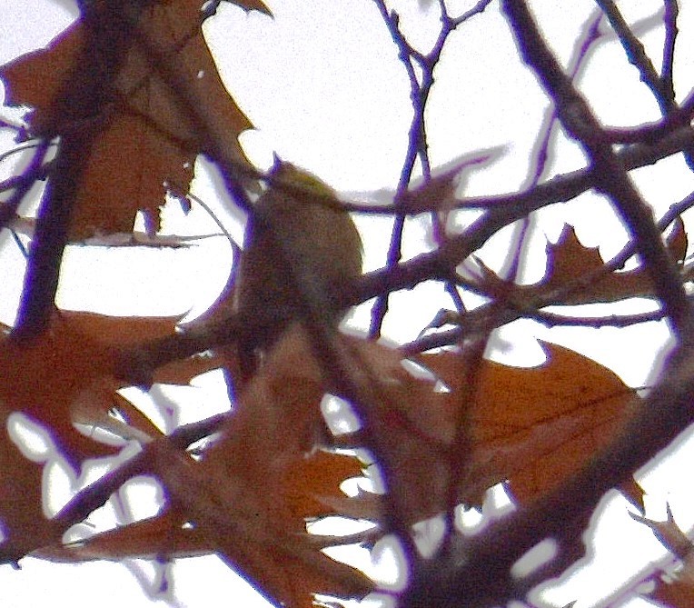 Gözlüklü/Sarı Taçlı Çalıkuşu - ML645849411