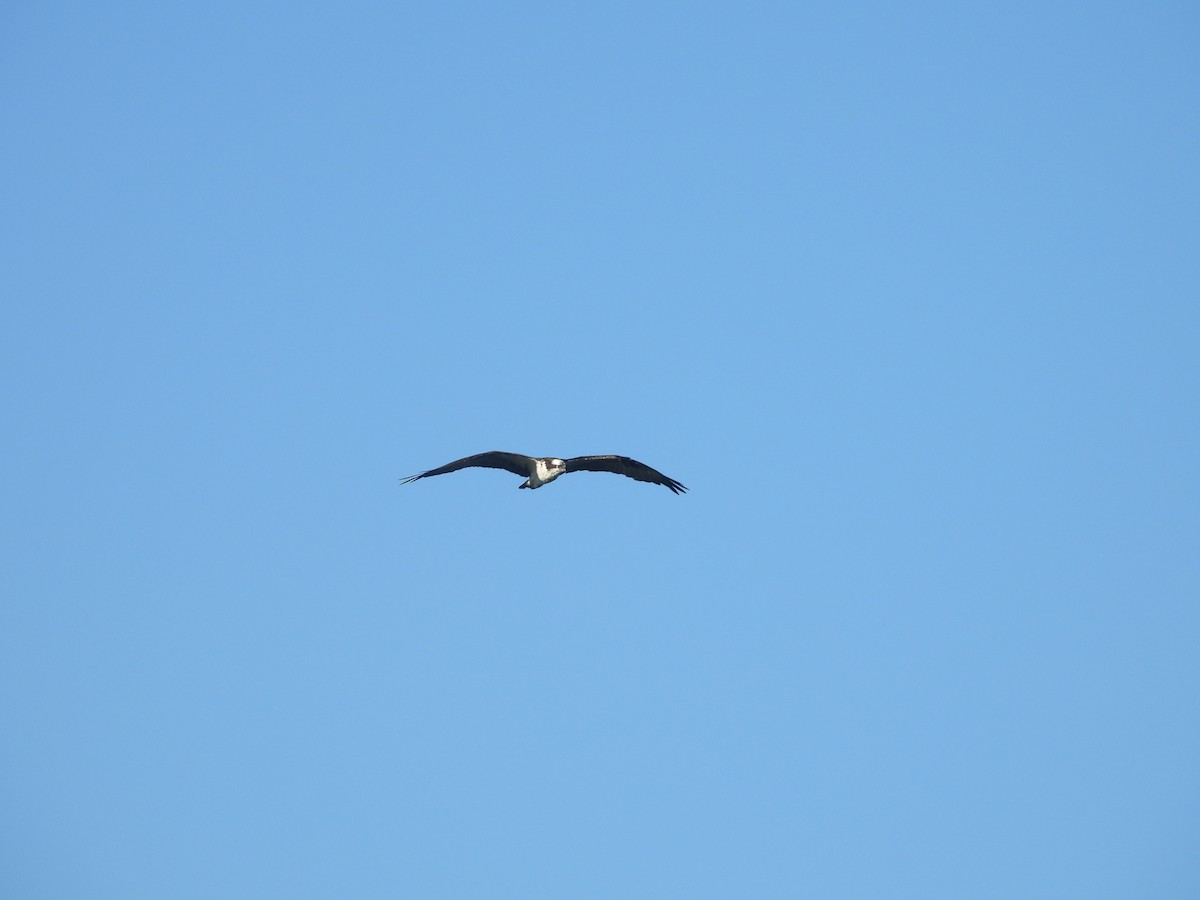 Osprey - ML645849417