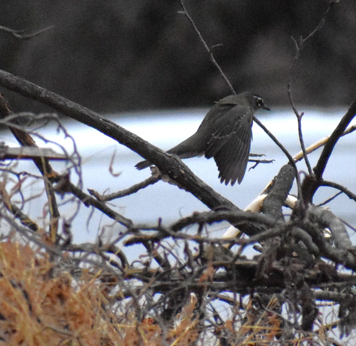 American Robin - ML645849418
