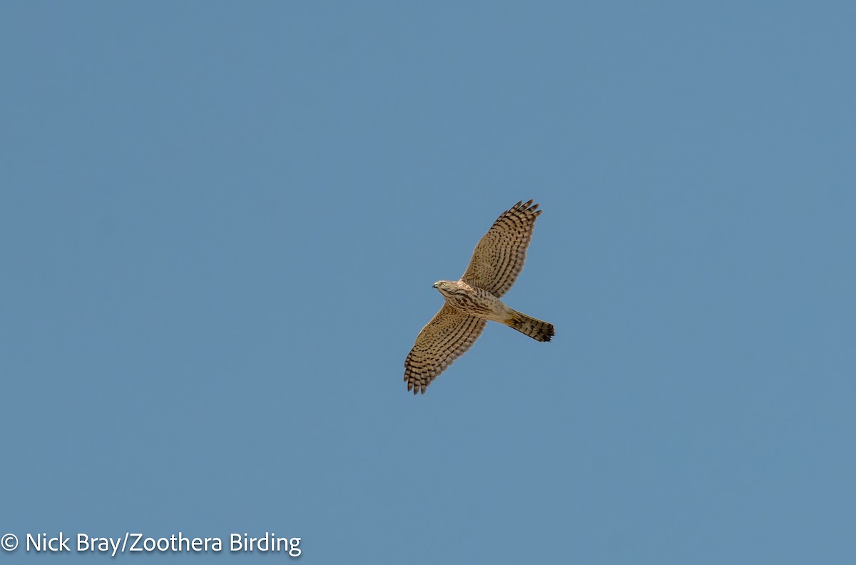 Shikra - ML645849419