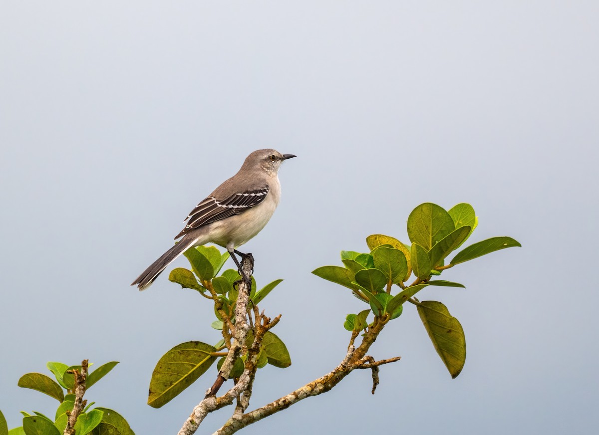 Tropikal Taklitçi - ML645849420