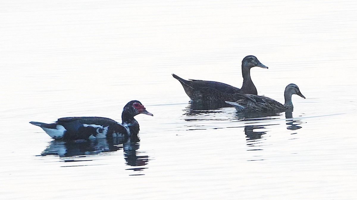 Mallard - ML645849423