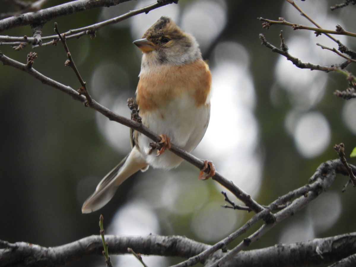 pěnkava jikavec - ML645849439