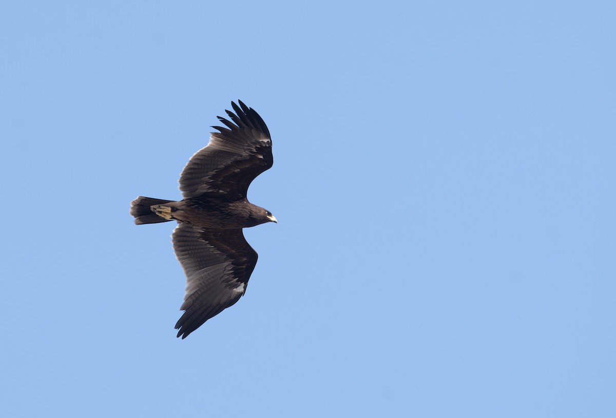 Greater Spotted Eagle - ML645849440