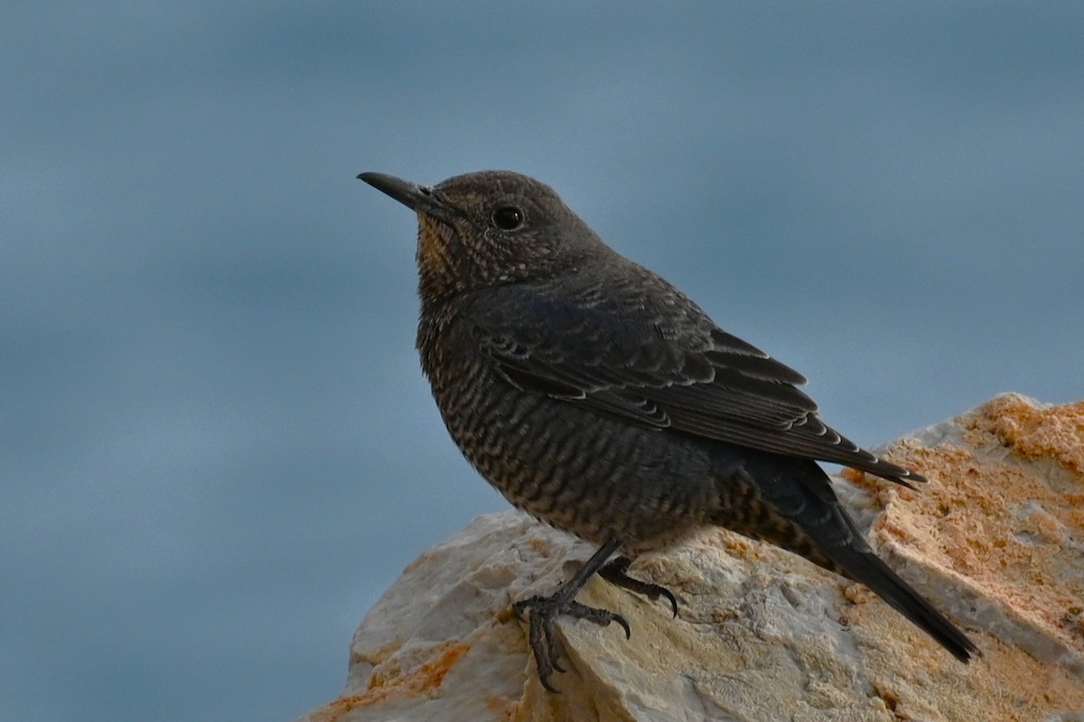 Blue Rock-Thrush - ML645849452