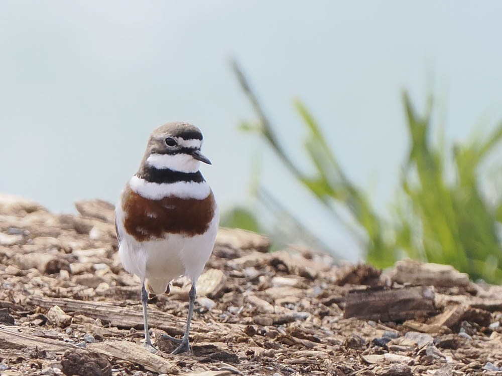 Double-banded Plover - ML645849454