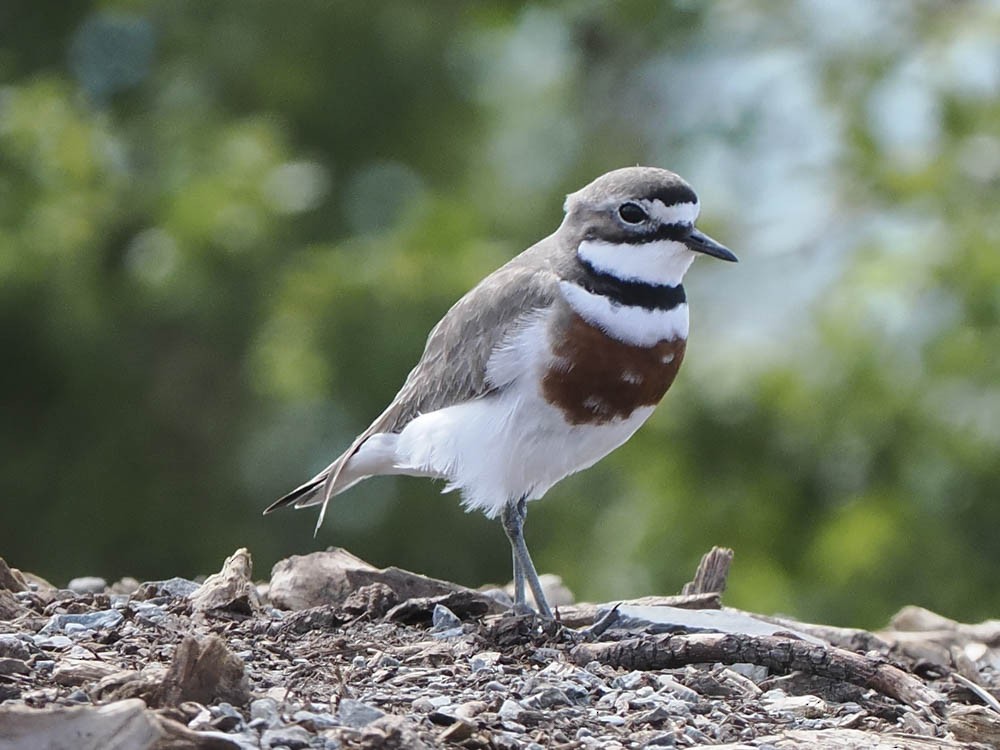 Double-banded Plover - ML645849455