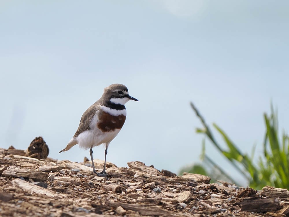 Double-banded Plover - ML645849456