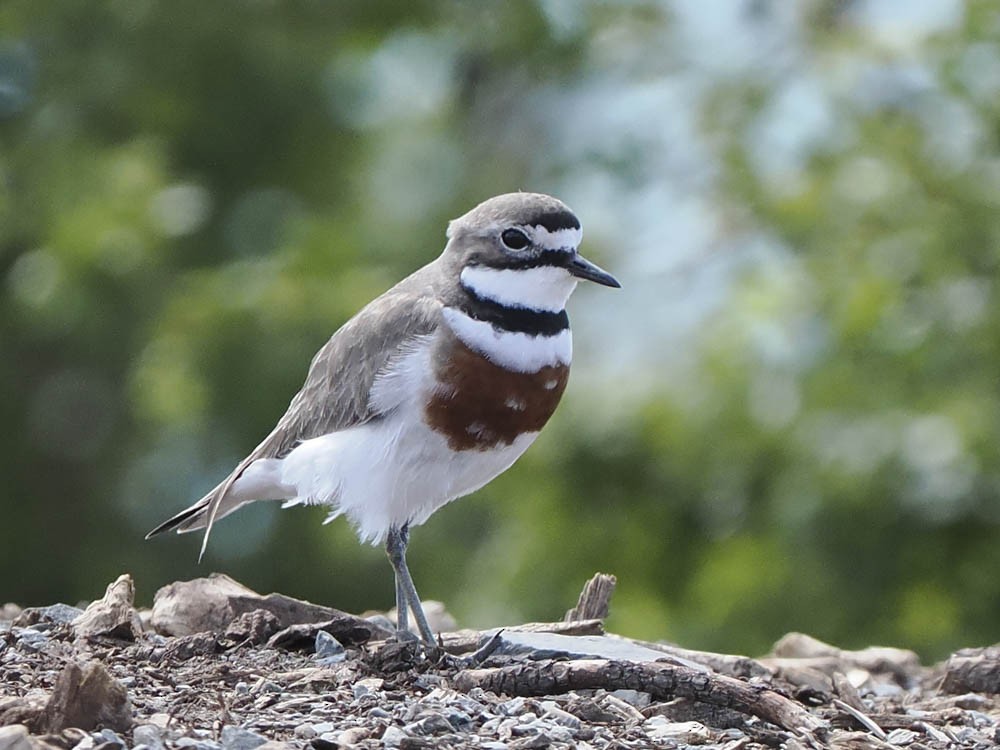 Double-banded Plover - ML645849457