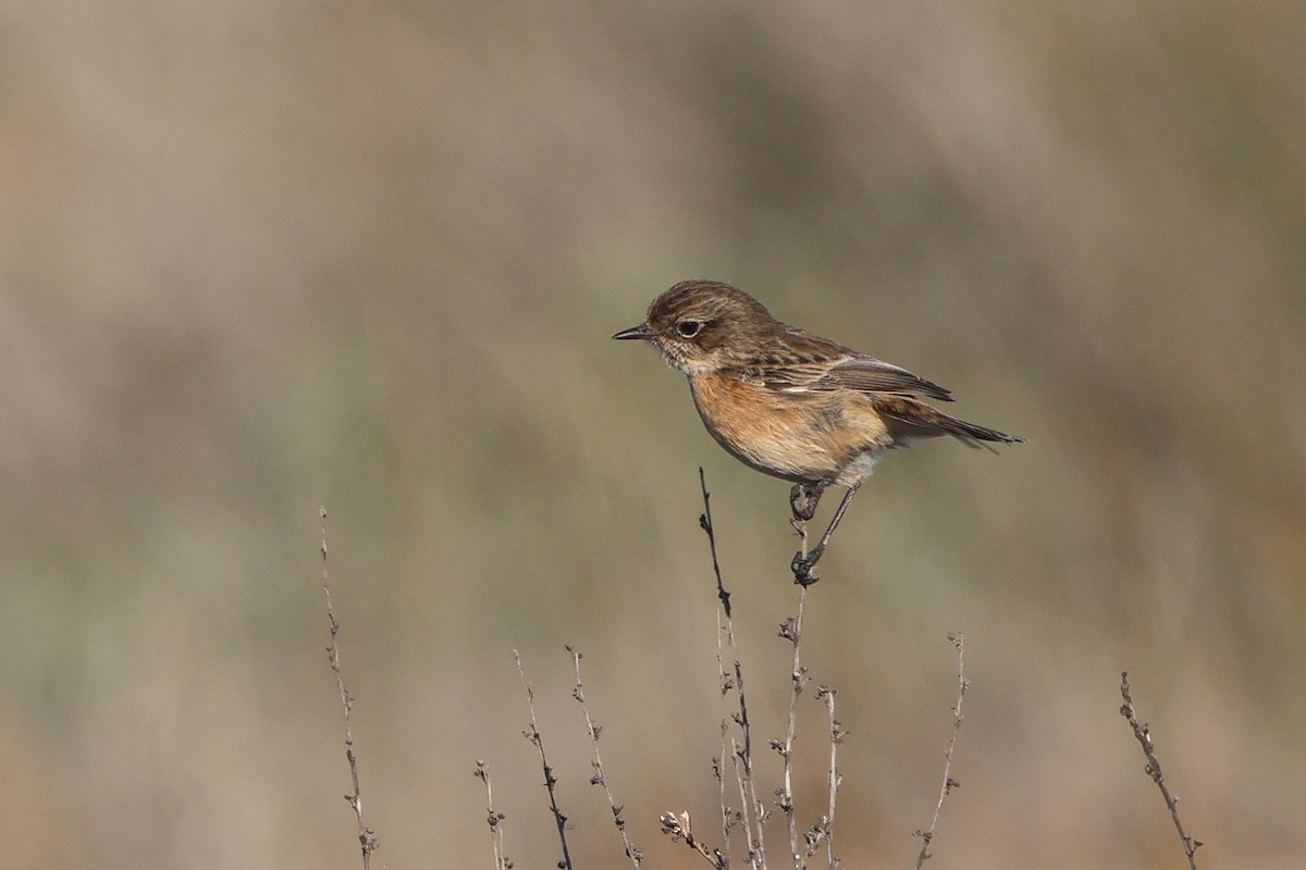 European Stonechat - ML645849468