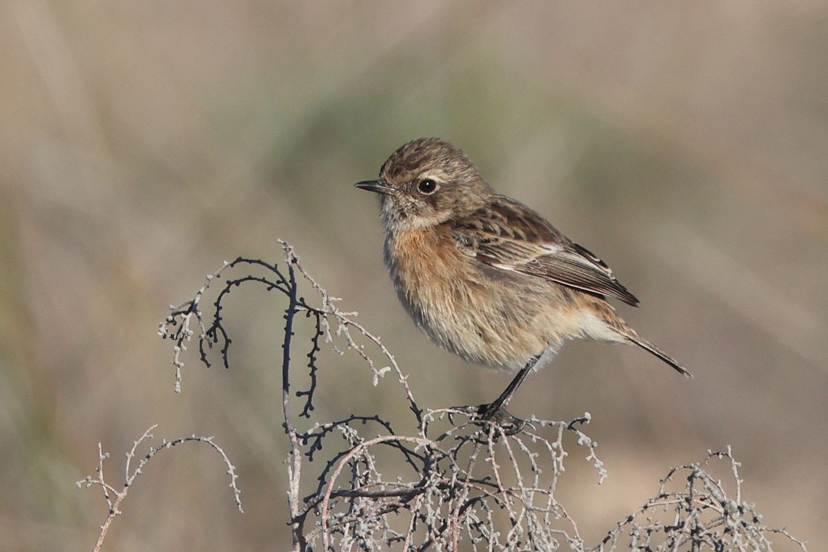 European Stonechat - ML645849469