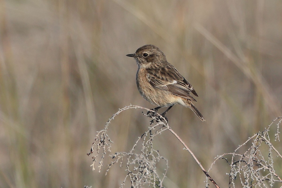 European Stonechat - ML645849470