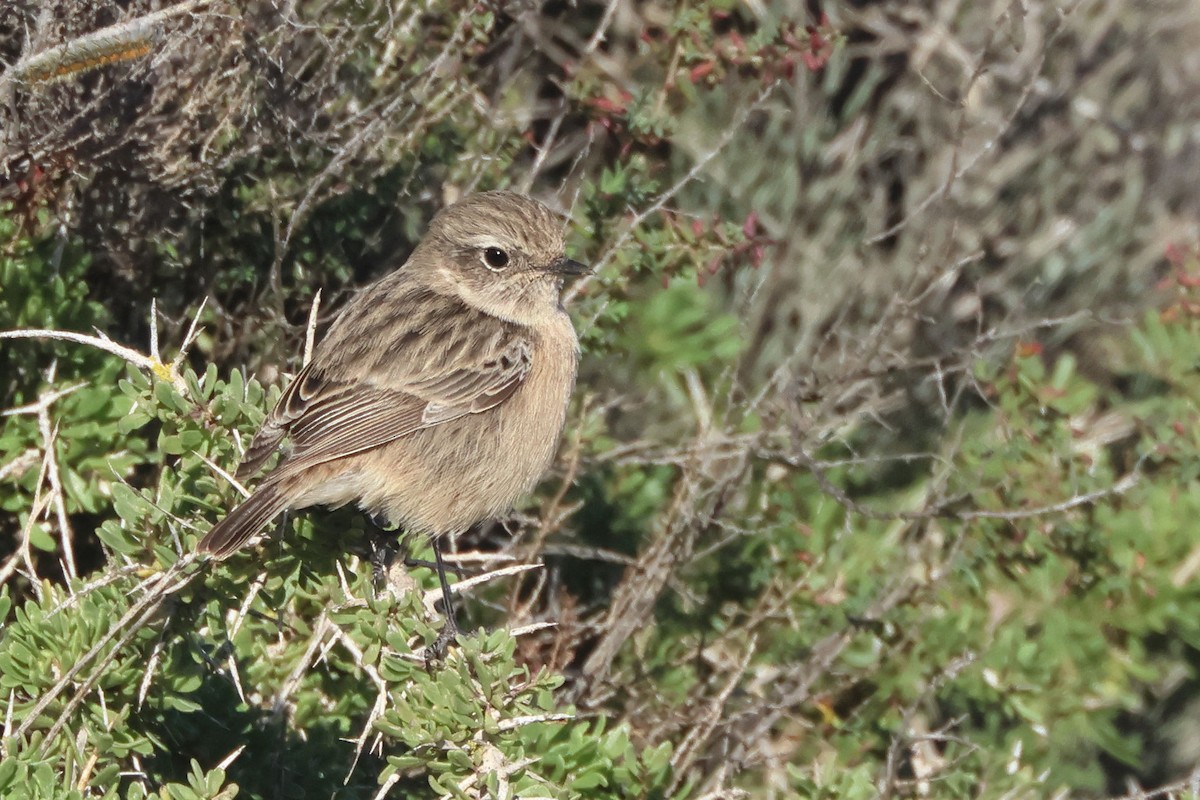 European Stonechat - ML645849471