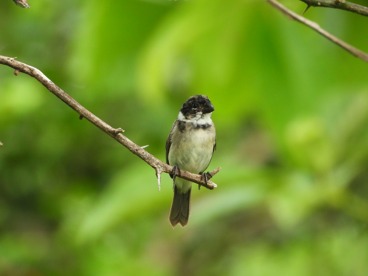 Variable Seedeater - ML645849481