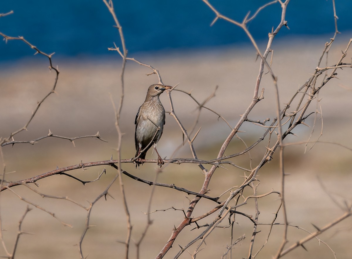 Wattled Starling - ML645849483