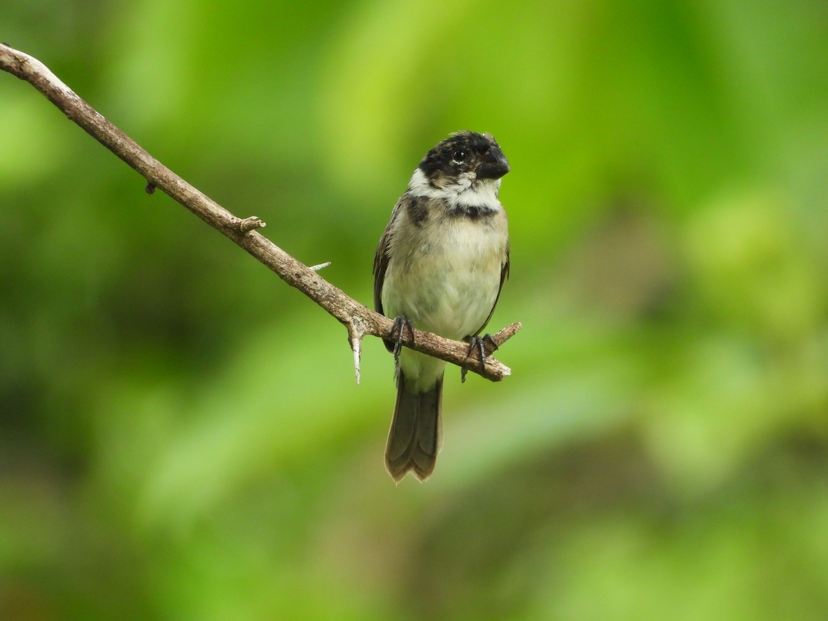 Variable Seedeater - ML645849484