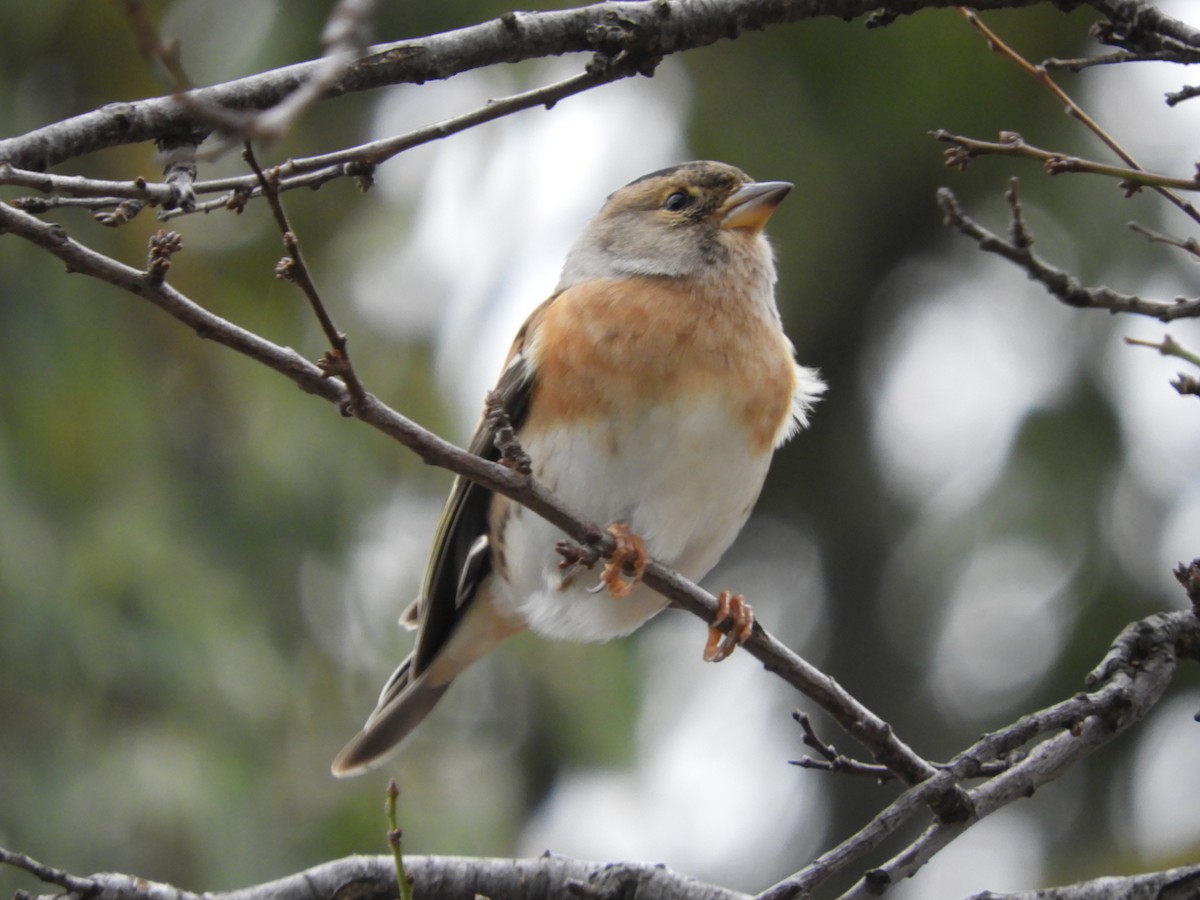 pěnkava jikavec - ML645849486