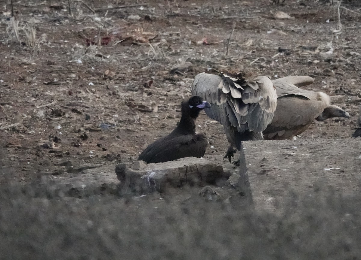 sup hnědý - ML645849487