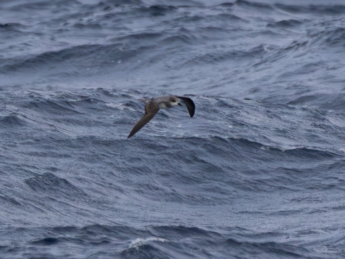 buřňák hebký - ML645849494