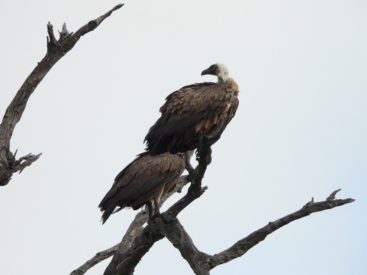 White-backed Vulture - ML645849495