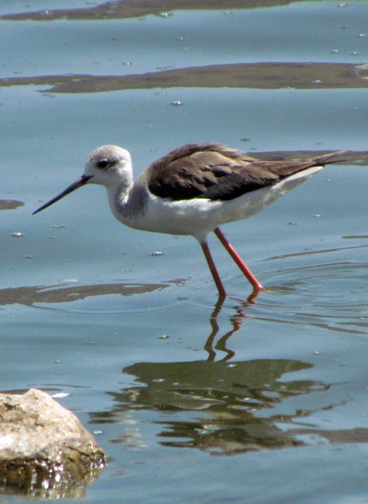 Zankaluze eurasiarra - ML645849497