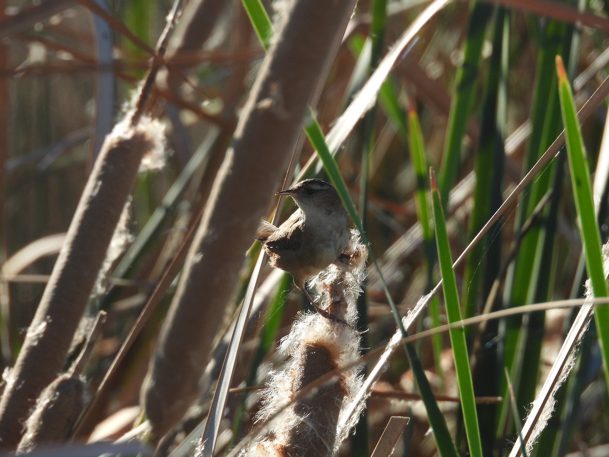 Marsh Wren - ML645849499