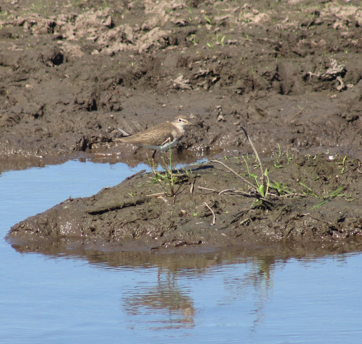 Solitary Sandpiper - ML645849506