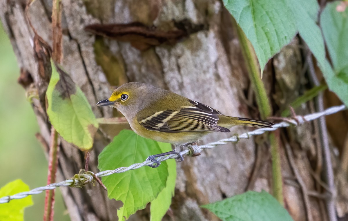 White-eyed Vireo - ML645849509