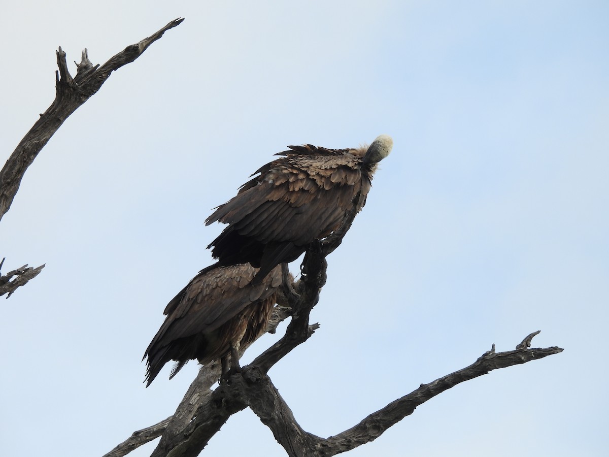 White-backed Vulture - ML645849512