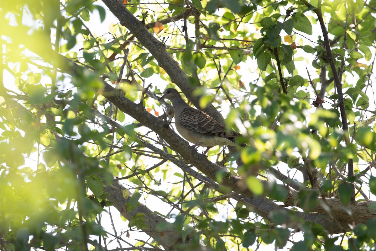 Oriental Turtle-Dove - ML645849514