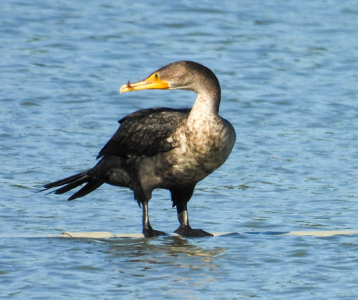Cormoran à aigrettes - ML645849516